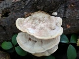 Trametes gibbosa image