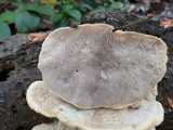 Trametes gibbosa image