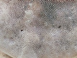 Trametes gibbosa image