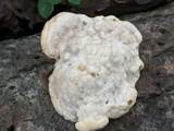 Trametes gibbosa image