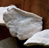 Laetiporus portentosus image