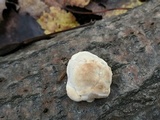 Trametes gibbosa image