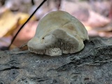Trametes gibbosa image