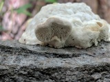 Trametes gibbosa image