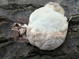Trametes gibbosa image