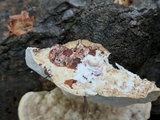 Trametes gibbosa image