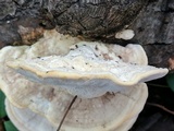 Trametes gibbosa image