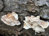 Trametes gibbosa image