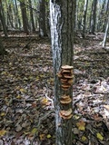 Hapalopilus rutilans image