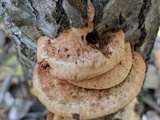 Hapalopilus rutilans image