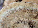 Hapalopilus rutilans image