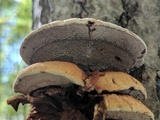 Hapalopilus rutilans image