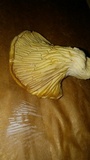 Pleurotus populinus image