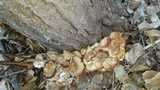 Pleurotus populinus image