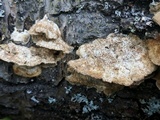 Trametes trogii image