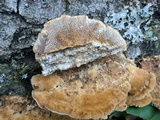 Trametes trogii image