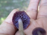 Laccaria amethystina image