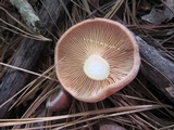 Lactarius vinaceorufescens image