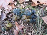 Leotia viscosa image