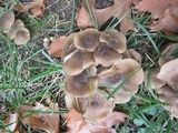 Lyophyllum decastes image