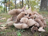 Lyophyllum decastes image