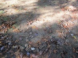 Lyophyllum decastes image
