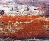 Botryobasidium simile image