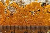 Botryobasidium simile image