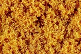 Botryobasidium simile image
