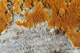 Botryobasidium simile image