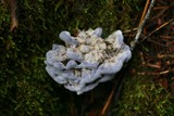 Hydnellum caeruleum image