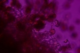 Botryobasidium simile image