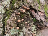 Mycena corticola image