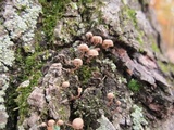 Mycena corticola image