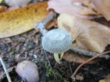 Mycena griseoviridis image
