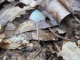 Mycena subcaerulea image
