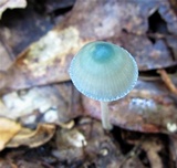 Mycena subcaerulea image