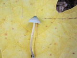 Mycena subcaerulea image