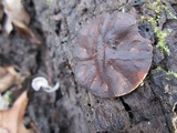 Pachyella clypeata image