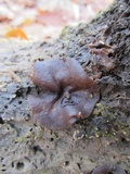 Pachyella clypeata image