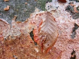 Phlebia radiata image