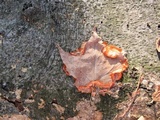 Phlebia radiata image