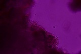 Rigidoporus crocatus image