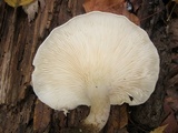 Pleurotus dryinus image