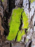 Chrysothrix candelaris image