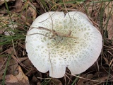 Russula parvovirescens image