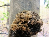 Scorias spongiosa image