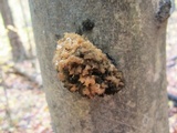 Scorias spongiosa image
