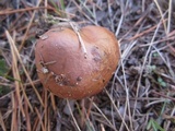 Suillus luteus image