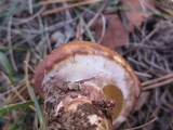 Suillus luteus image